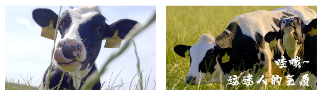 花花牛丨每天一杯奶，幸福健康喝出來(lái)?。。? style=