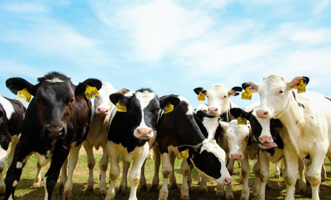 北京大學(xué)南南合作與發(fā)展學(xué)院教授、全球伙伴關(guān)系主任周詠梅一行蒞臨花花牛平輿瑞亞牧業(yè)參觀調(diào)研