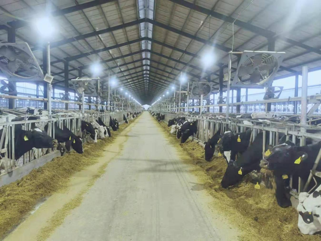 北京大學(xué)南南合作與發(fā)展學(xué)院教授、全球伙伴關(guān)系主任周詠梅一行蒞臨花花牛平輿瑞亞牧業(yè)參觀調(diào)研