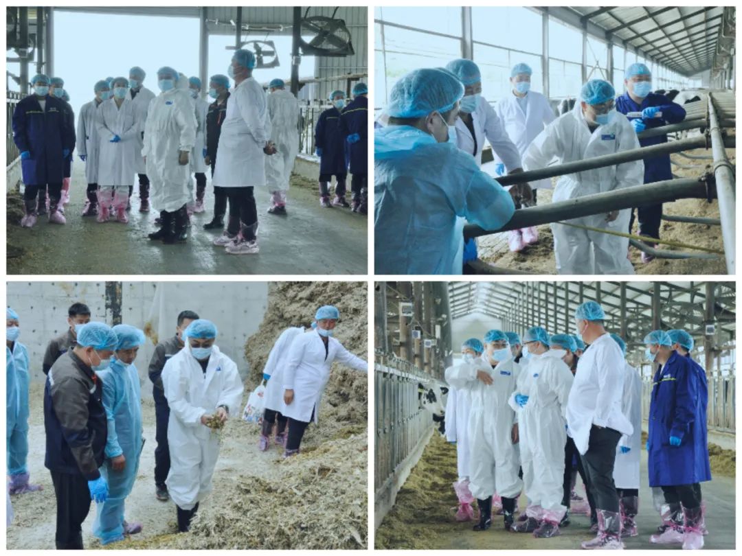 花花牛丨國家奶牛產(chǎn)業(yè)技術(shù)體系首席科學家、中國農(nóng)業(yè)大學教授李勝利一行蒞臨花花牛魯山瑞亞參觀調(diào)研