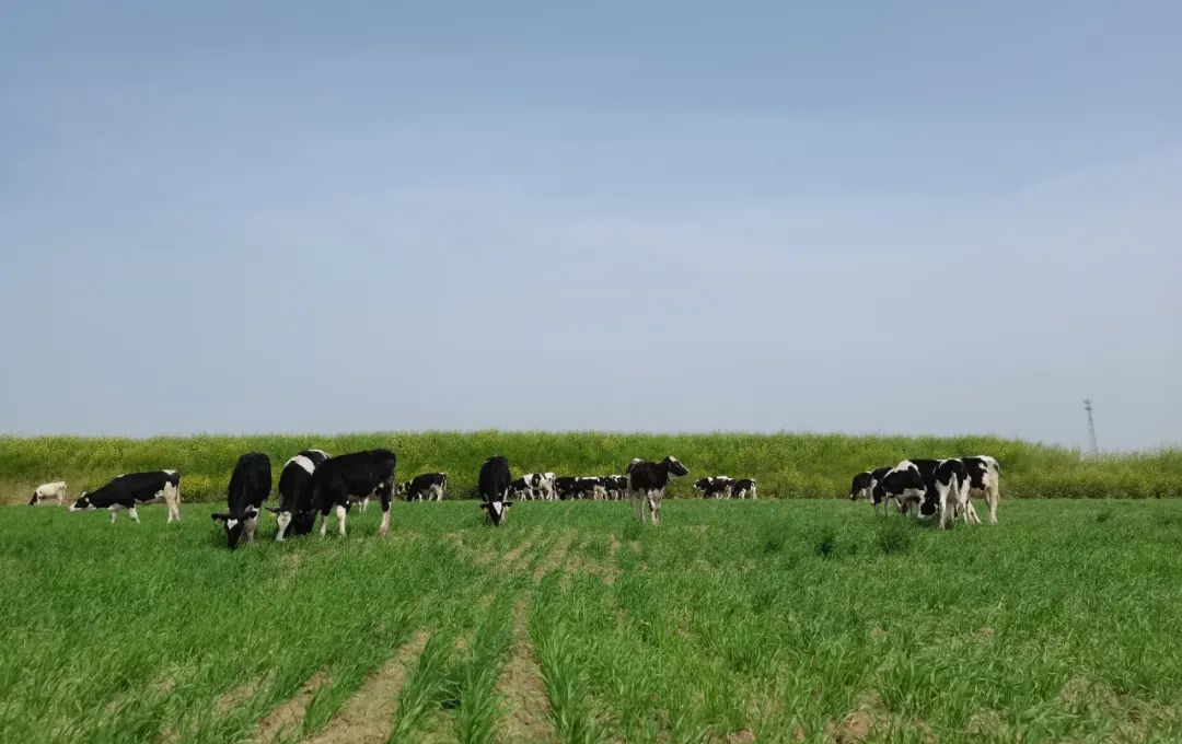 繼往開來 · 再創(chuàng)輝煌 | 花花牛乳業(yè)集團(tuán)召開9月營(yíng)銷、養(yǎng)殖及飼料月度經(jīng)營(yíng)工作會(huì)議
