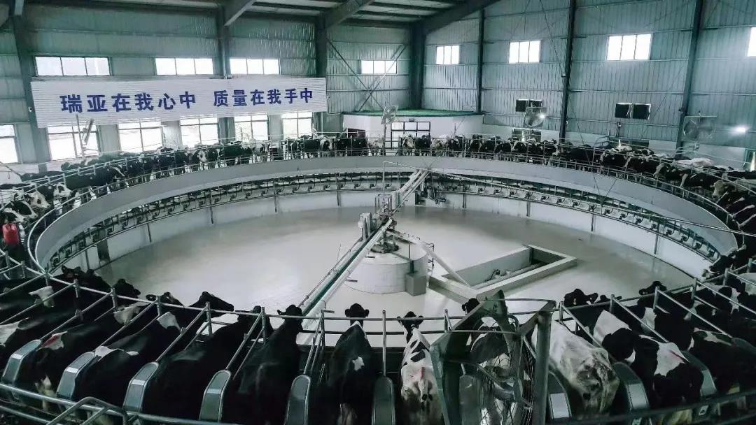 快訊 | 駐馬店市委副書記、市長李躍勇一行蒞臨花花牛乳業(yè)集團(tuán)平輿瑞亞牧場調(diào)研