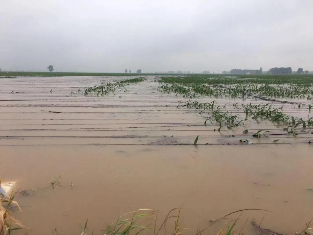 【乳報·聚焦】“豫”難而上的中原牛人“太中了”！