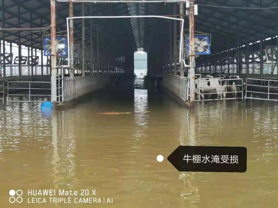 【乳報·聚焦】“豫”難而上的中原牛人“太中了”！