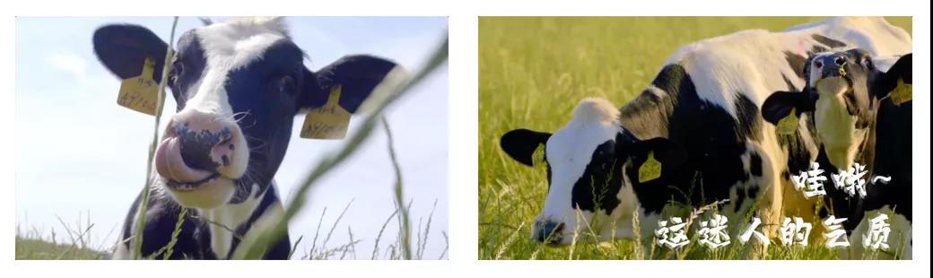 榮譽 | 2019年度河南省美麗牧場名單新鮮出爐 花花牛乳業(yè)集團(tuán)旗下六個牧場榜上有名