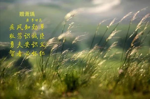 花花牛 | 疾風(fēng)來臨，你是不是勁草？