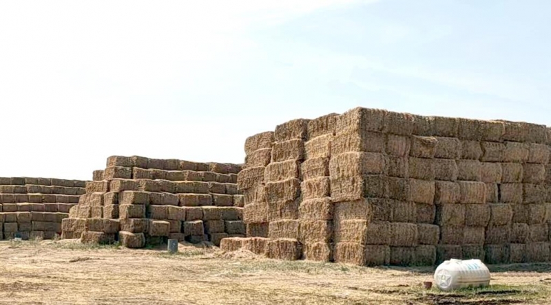 花花牛2022年小麥秸稈采購(gòu)招標(biāo)